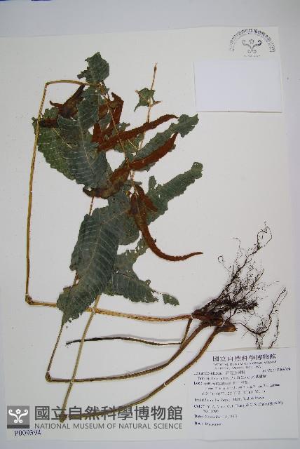 尾葉實蕨藏品圖，第1張