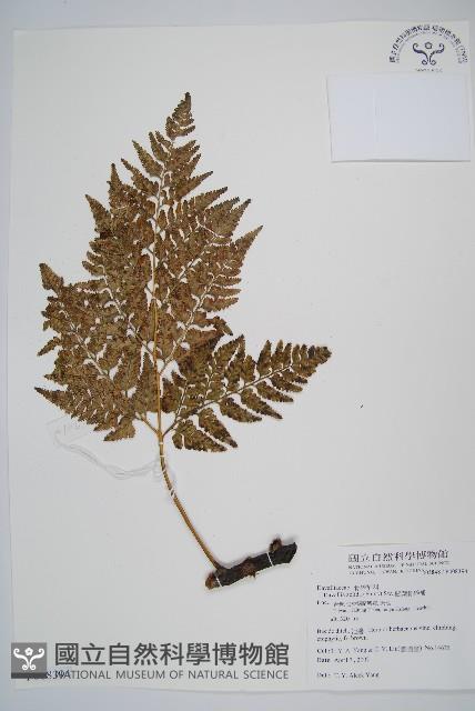 闊葉骨碎補藏品圖，第1張