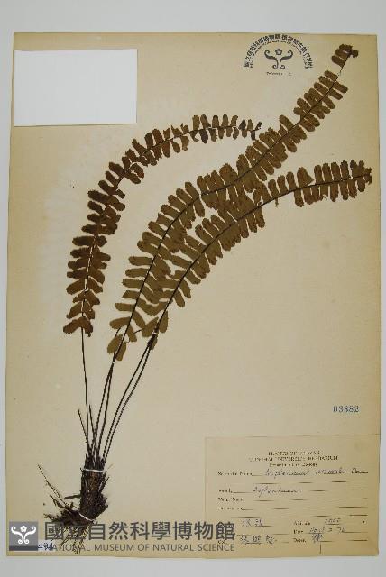 生芽鐵角蕨藏品圖，第1張