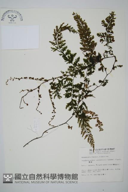 瓶蕨藏品圖，第1張