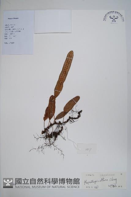 圓頂假瘤蕨藏品圖，第1張