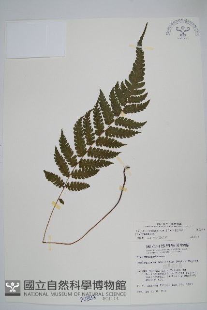擬茯蕨藏品圖，第1張
