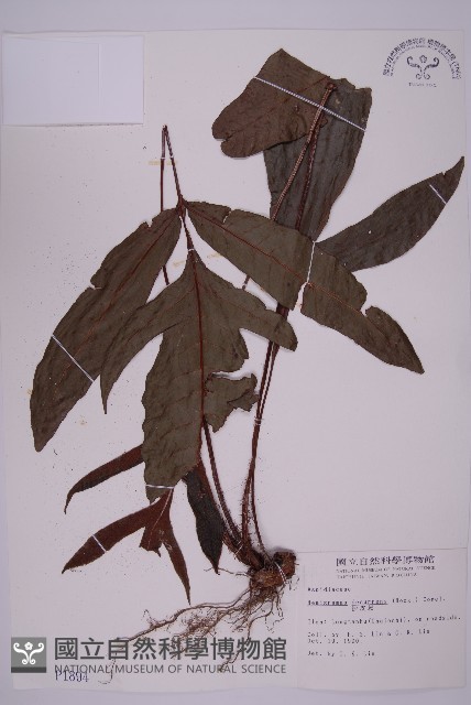 沙皮蕨藏品圖，第1張