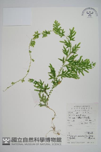 翠雲草、藍草藏品圖，第1張