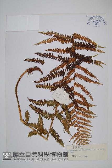 登錄號:P003894藏品圖，第1張