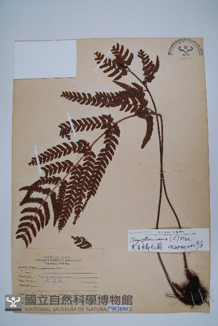 南海鱗毛蕨藏品圖，第1張