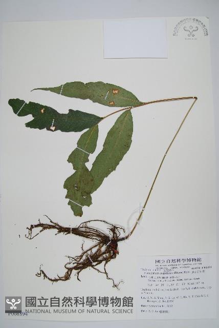 頂芽新月蕨藏品圖，第1張