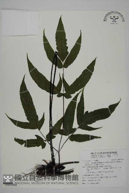 紫柄三叉蕨藏品圖，第1張