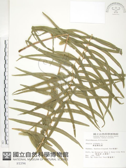 鱗蓋鳳尾蕨藏品圖，第1張