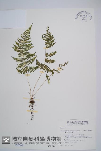 粗柄毛冷蕨藏品圖，第1張