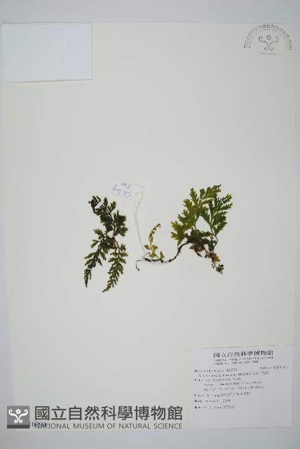 瓶蕨藏品圖，第1張