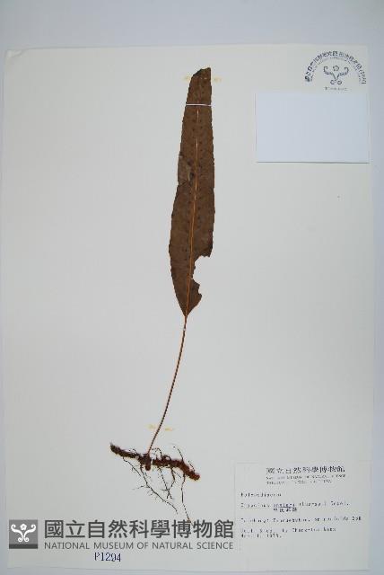 恩氏茀蕨藏品圖，第1張