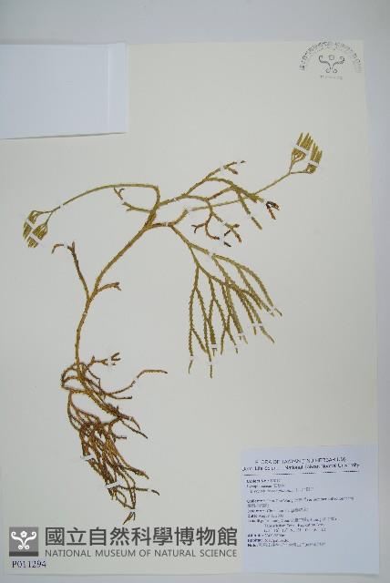 地刷子藏品圖，第1張