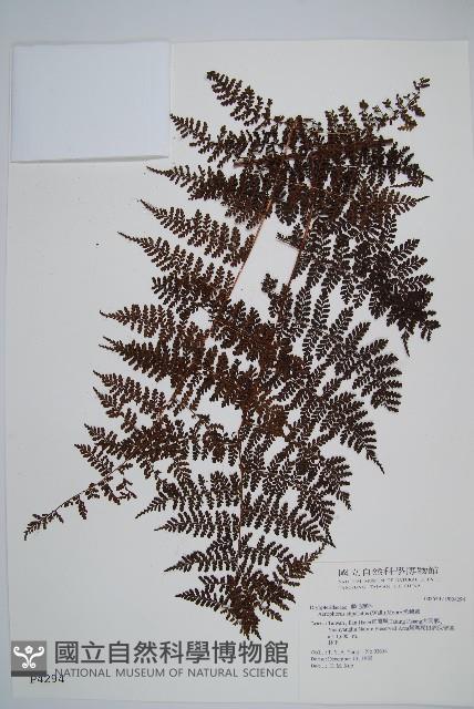 魚鱗蕨藏品圖，第1張