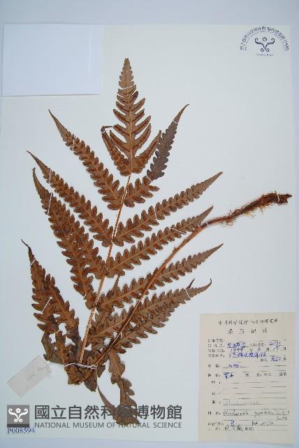 日本狗脊蕨藏品圖，第1張