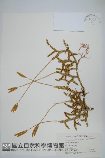 石松藏品圖，第1張