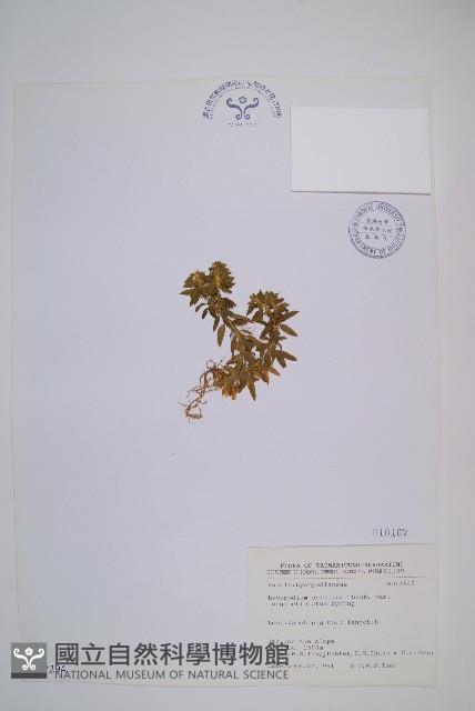 長柄千層塔藏品圖，第1張