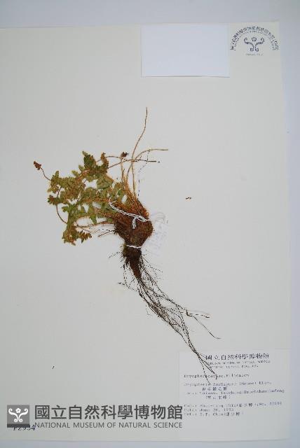 密毛鱗毛蕨藏品圖，第1張