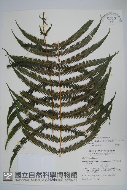 斜葉金星蕨藏品圖，第1張
