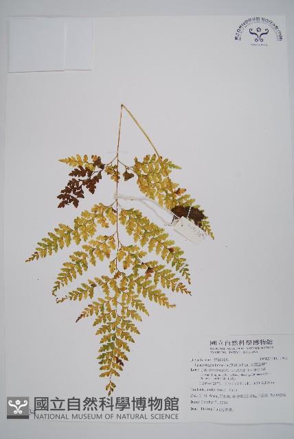 大膜蓋蕨藏品圖，第1張