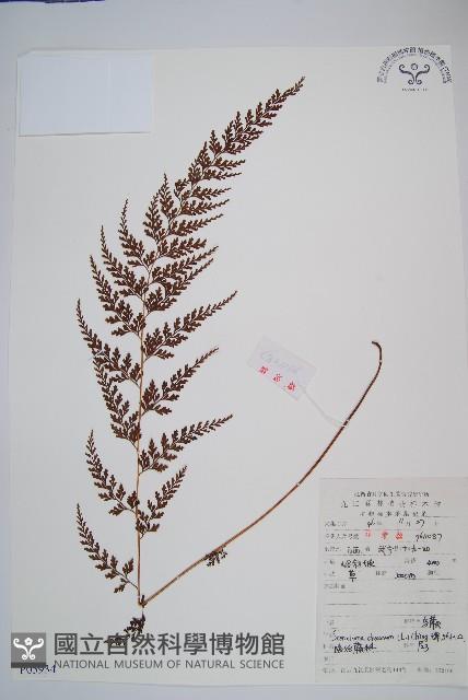 烏蕨藏品圖，第1張