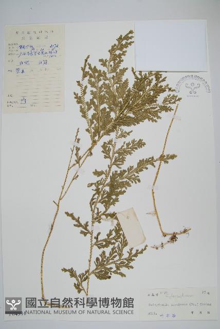 密葉卷柏藏品圖，第1張