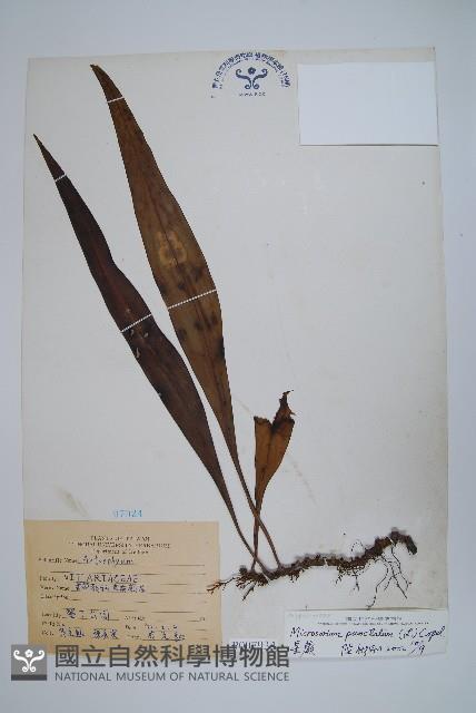 星蕨藏品圖，第1張