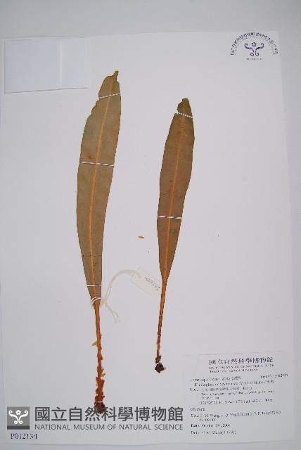 舌蕨藏品圖，第1張