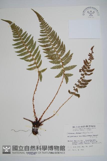 黑鱗耳蕨藏品圖，第1張