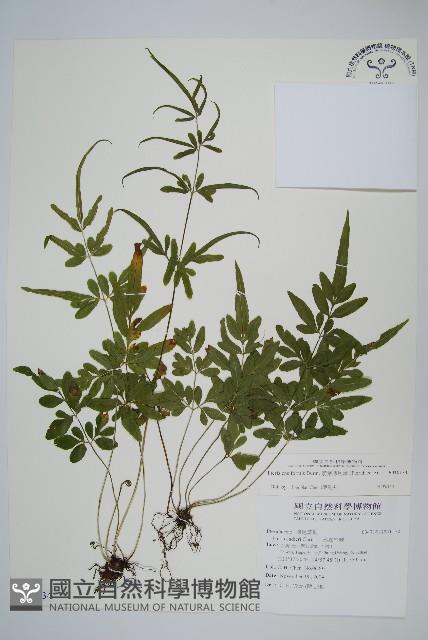 箭葉鳳尾蕨藏品圖，第1張