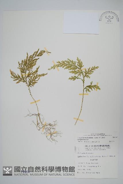 異葉卷柏藏品圖，第1張