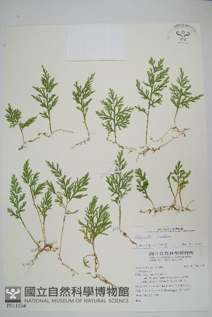 密葉卷柏藏品圖，第1張