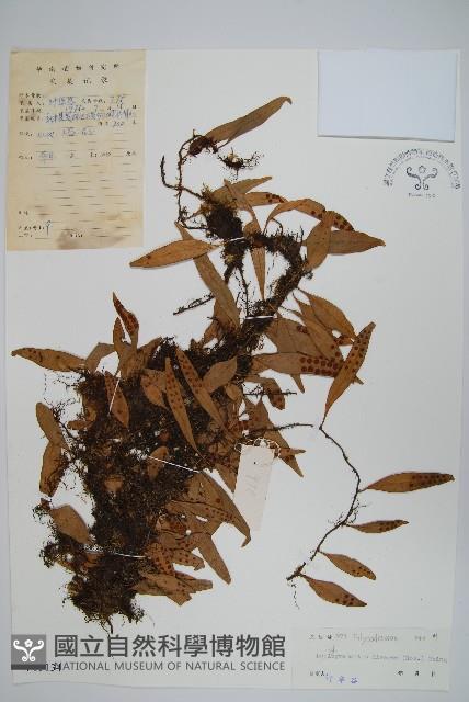 披針骨牌蕨藏品圖，第1張