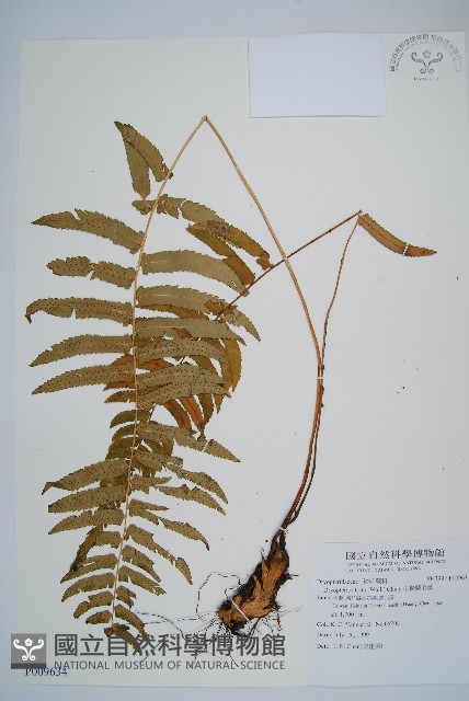 桫欏鱗毛蕨藏品圖，第1張