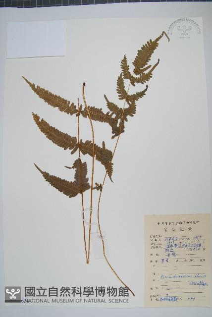 多羽鳳尾蕨藏品圖，第1張