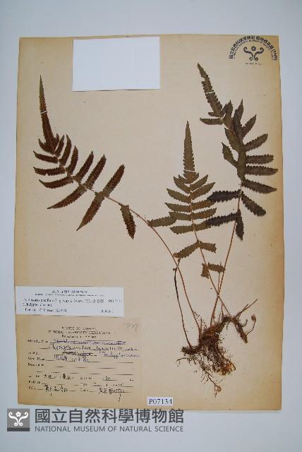 毛蕨藏品圖，第1張