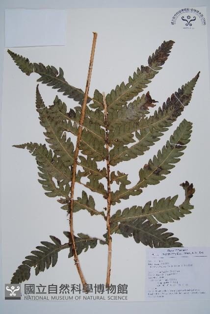 日本狗脊蕨藏品圖，第1張