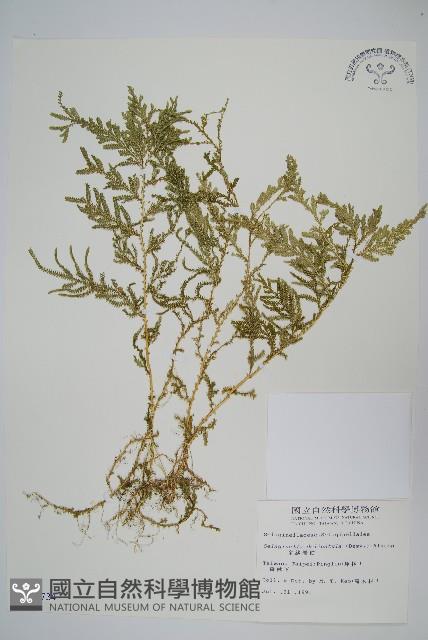 全緣卷柏藏品圖，第1張