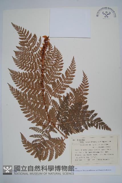 登錄號:P012734藏品圖，第1張