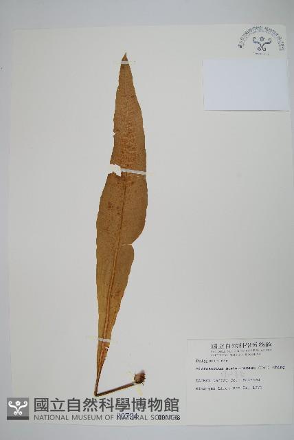 膜葉星蕨藏品圖，第1張