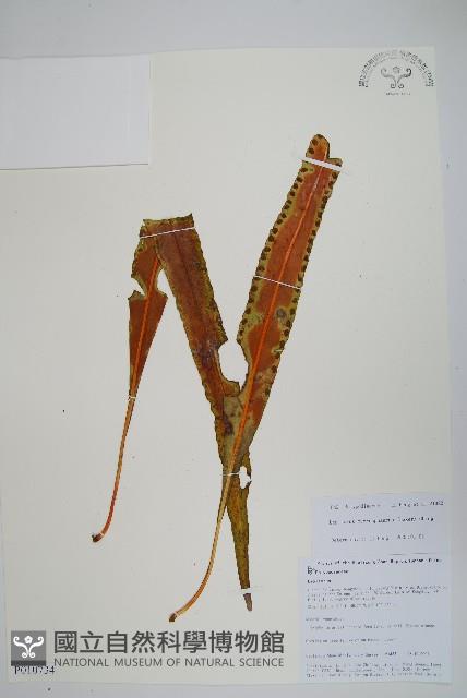 大瓦葦藏品圖，第1張