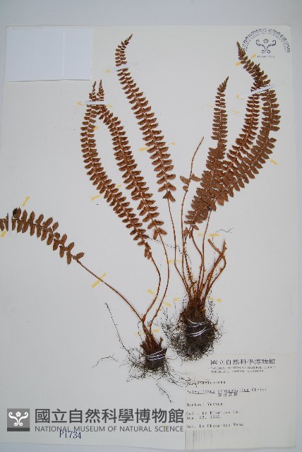芽胞耳蕨、芽孢耳蕨藏品圖，第1張