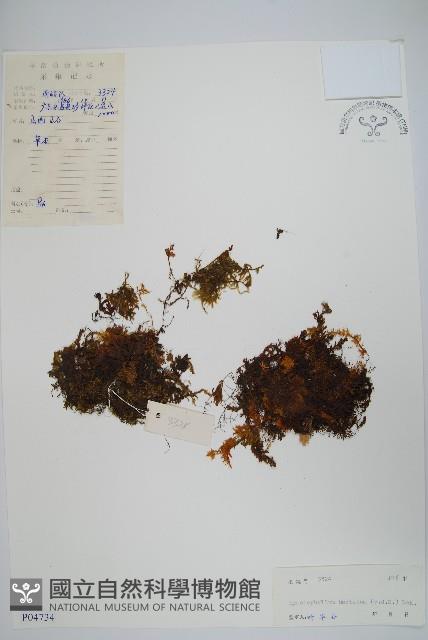 華東膜蕨藏品圖，第1張