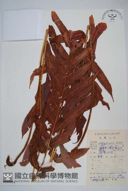 披針新月蕨藏品圖，第1張