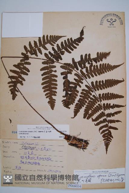 黑葉貞蕨藏品圖，第1張