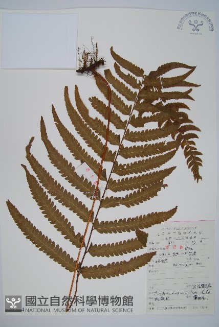 邊緣鱗蓋蕨藏品圖，第1張