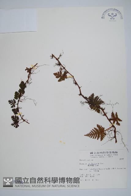 鱗葉陰石蕨藏品圖，第1張