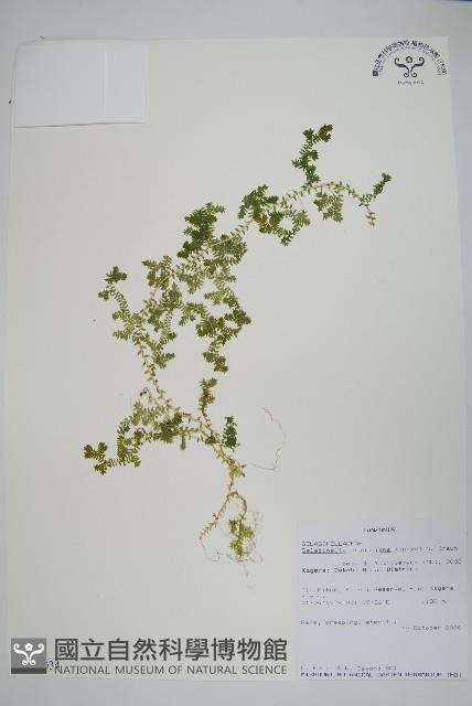 登錄號:P010034藏品圖，第1張