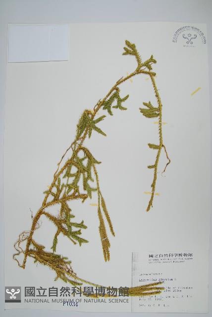 石松藏品圖，第1張