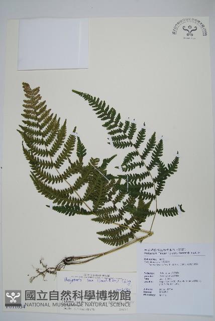 柔葉金星蕨藏品圖，第1張